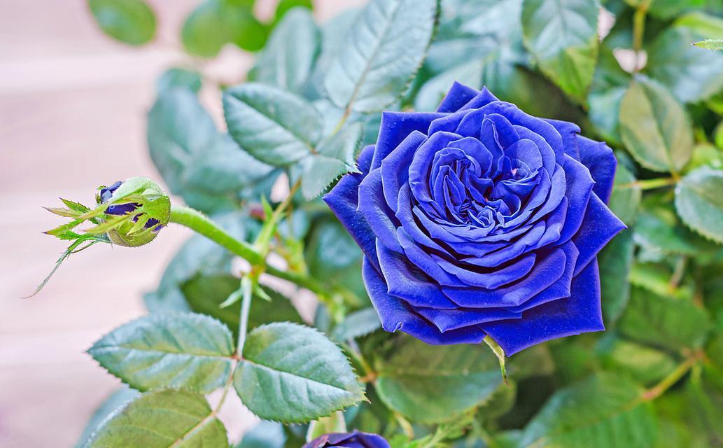 以蓝玫瑰代表的含义（探寻蓝玫瑰的神秘之美）