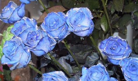 蓝玫瑰的寓意与象征（探索蓝玫瑰背后的情感与意义）