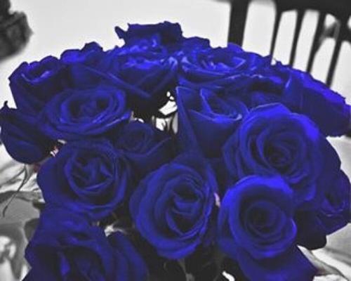 深邃而神秘的蓝玫瑰（揭秘蓝玫瑰的象征意义与成长之路）