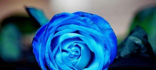 碎冰蓝玫瑰的花语和寓意（探寻碎冰蓝玫瑰的情感与象征）