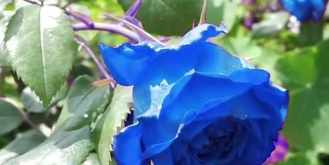 碎冰蓝玫瑰的花语（揭示碎冰蓝玫瑰所传达的花语与象征）
