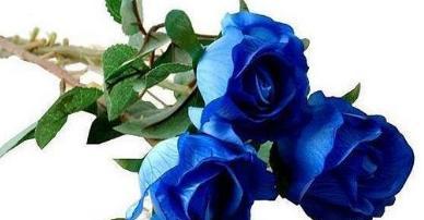 以蓝玫瑰的寓意及象征意义（解读蓝玫瑰的深层内涵）