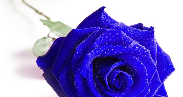 蓝玫瑰的寓意和花语（探索蓝玫瑰）