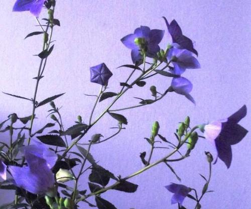 蓝色桔梗花语——平静与希望之花（蓝色桔梗花语的传承与意义）