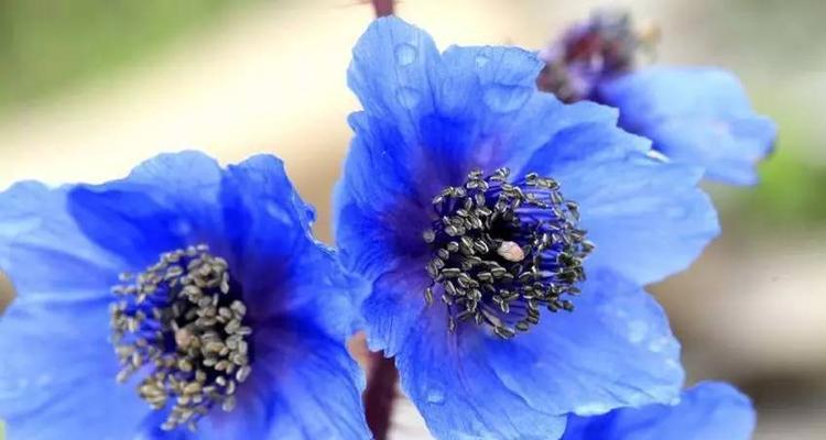 蓝色马蹄莲花的美丽与意义（揭示蓝色马蹄莲花的花语及特点）