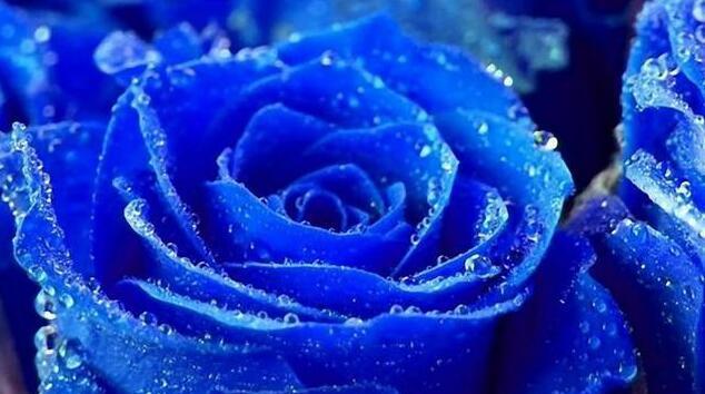 蓝色玫瑰的花语与意义（探索蓝色玫瑰代表的感情和象征）