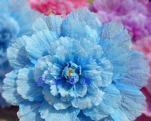 蓝色牡丹花（探寻蓝色牡丹花的文化内涵与美学价值）