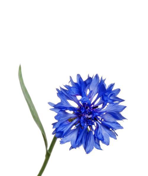 蓝色矢车菊的花语及象征意义（探秘蓝色矢车菊的花语）