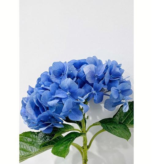 蓝色绣球花的寓意与象征意义（探寻蓝色绣球花背后的隐含意义）