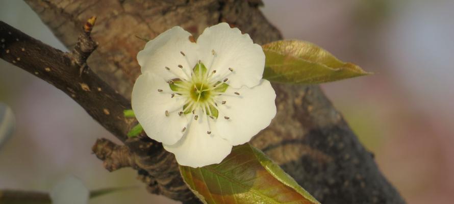 梨花花语的意义及传承（探寻梨花花语的文化内涵与美学价值）
