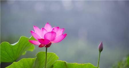 莲花的寓意与象征（探寻莲花的深刻内涵与文化象征）