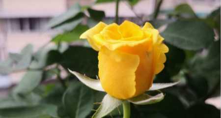 两朵黄玫瑰的象征意义（黄玫瑰与温暖与友谊）