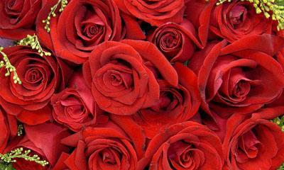 两朵玫瑰的象征意义（用花言蕴含的情感与寓意）