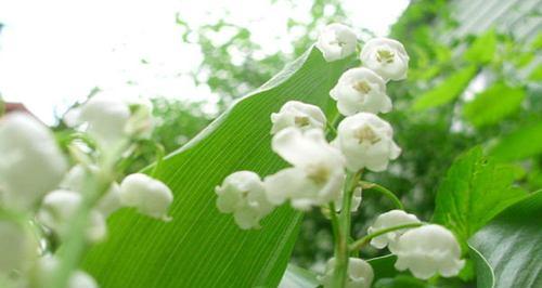 铃兰的花语（铃兰花的象征意义与寓意）