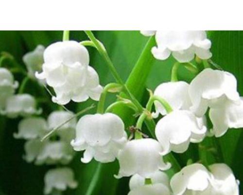 铃兰花的花语与意义（探索铃兰花的丰富含义与象征）