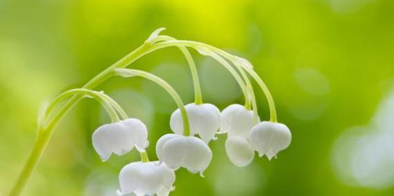 铃兰花语之美——探寻这朵花的深层寓意（诗意盎然的铃兰花语）