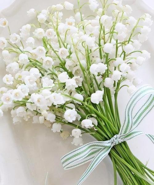 铃兰花语大全及寓意（美丽花卉铃兰）