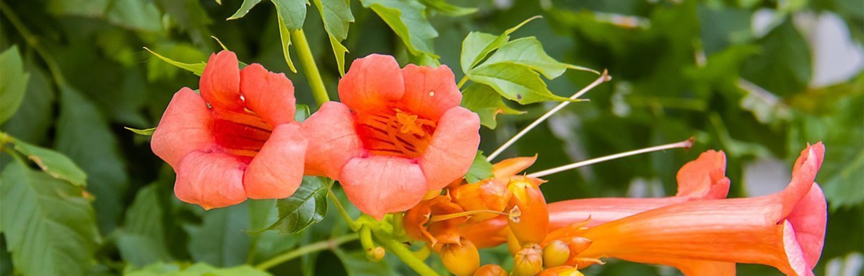 凌霄花——花开如梦，唤醒心灵的花语（绽放在天空的花朵）