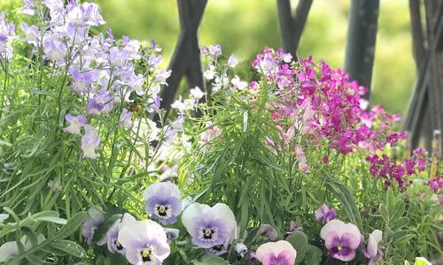 以柳穿鱼的花语与其文化背景（传承千年的生命之美——以柳穿鱼为象征的文化背景）