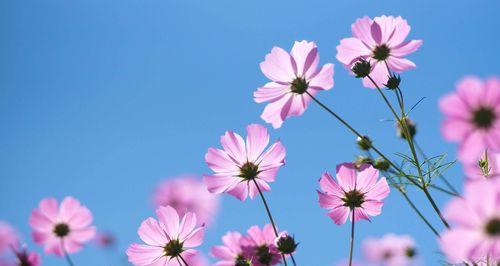 六月的璀璨花海（探寻六月代表性的花卉盛景）