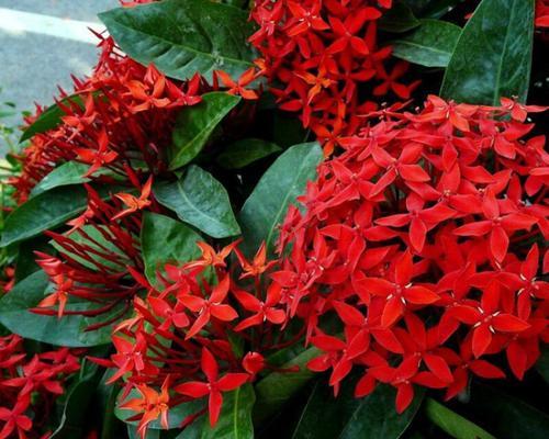 龙船花语（揭秘龙船花的花语及文化内涵）
