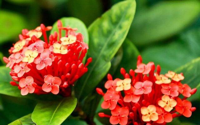 龙船花语（揭秘龙船花的花语及文化内涵）