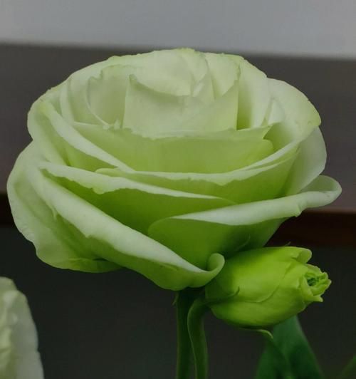 绿色洋桔梗的花语与寓意（探寻绿色洋桔梗的深层含义）