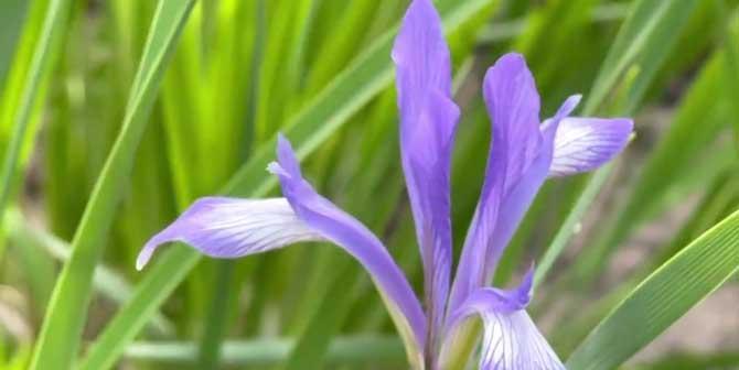 以马兰花花语之美——探寻花朵背后的含义（探索以马兰花的花语）