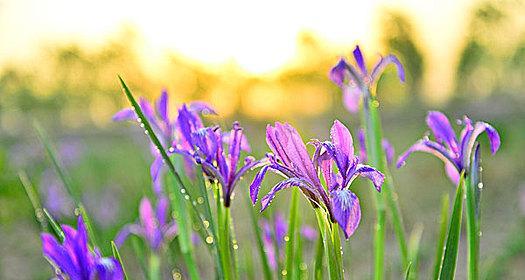 以马兰花花语之美——探寻花朵背后的含义（探索以马兰花的花语）