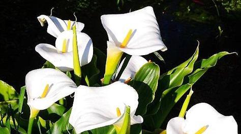 白色马蹄莲的花语（纯洁与祝福的象征）