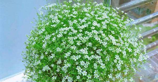 满天星的花语及其象征意义（探索满天星的花语）