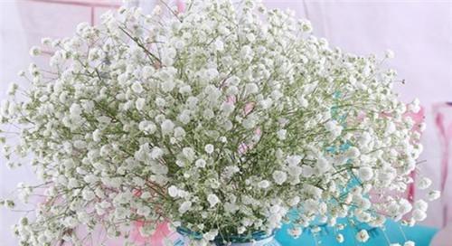 满天星花语（用满天星花语传递真挚的情感）