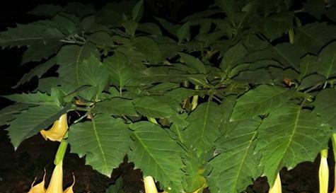 曼陀罗花（揭开曼陀罗花的花语与特点）