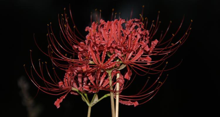 曼陀沙华花语（探寻曼陀沙华花语的深层含义）