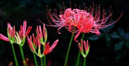 曼珠沙华的花语与寓意（从深情至珍爱）