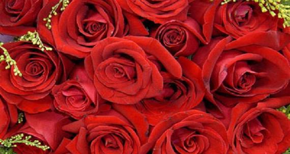 玫瑰花的寓意与象征（解读玫瑰花的内涵及其不同颜色的象征意义）