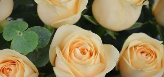 解读11朵玫瑰的花语之意义深远（11朵玫瑰花的花语与情感表达）