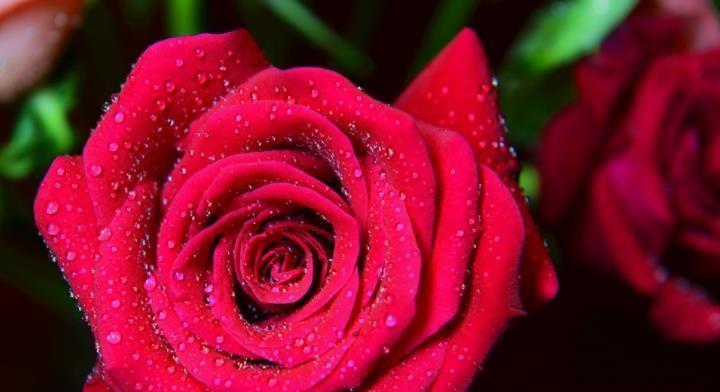 玫瑰花的象征意义与传说（探寻玫瑰花的多重象征意义）
