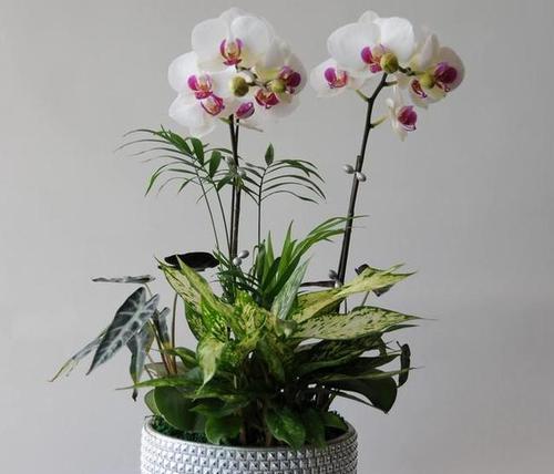 怎么养蝴蝶兰才能开花（详解蝴蝶兰养护知识）