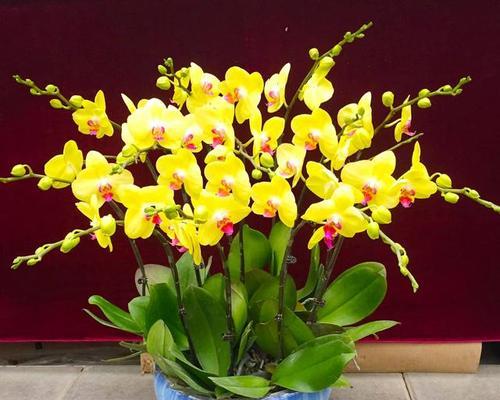 怎么养蝴蝶兰才能开花（详解蝴蝶兰养护知识）