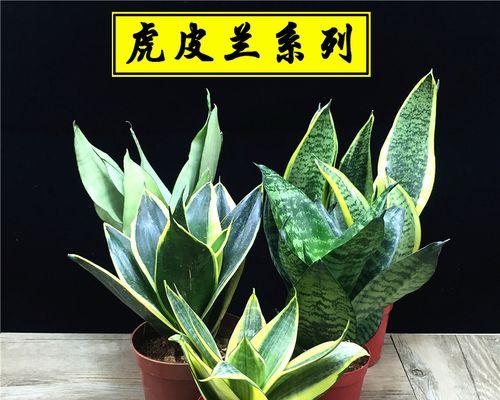金边虎尾兰怎么养长得好（金边虎皮兰的养殖方法和注意事项）