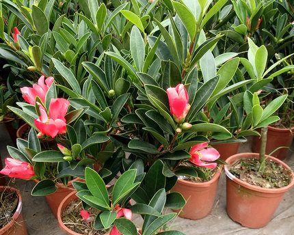茶花小苗怎么栽（茶花种植技术与管理）