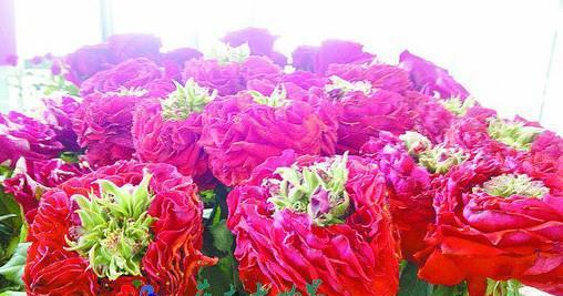 切花月季品种有哪些(盘点10个切花月季品种)