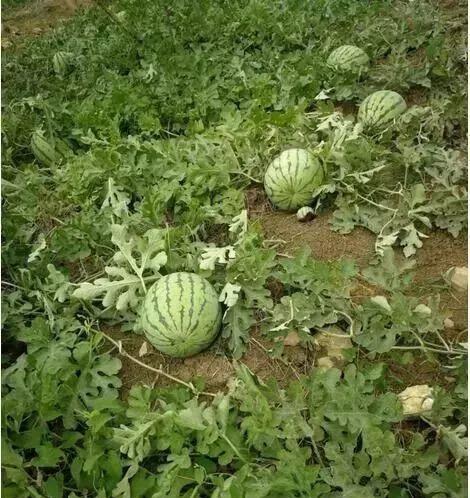 西瓜种植方法和技术（西瓜种植管理要点）