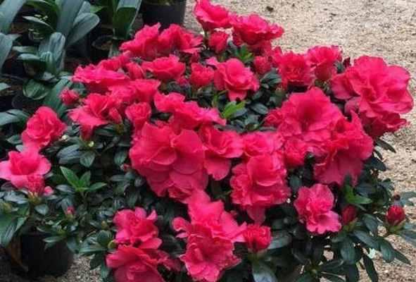 杜鹃花应该怎么养（详解杜鹃花养护要点）