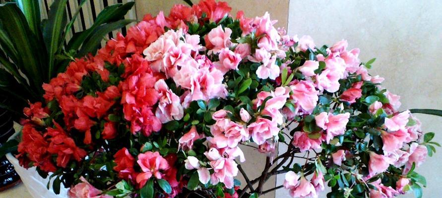 冬天杜鹃花怎么养才好（室内养杜鹃花的养法）