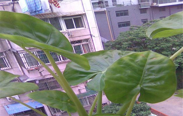 滴水观音叶子发黄是什么原因（有关滴水观音的养护管理）