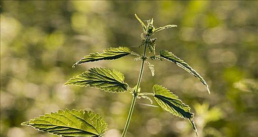 荨麻属于什么科（野生荨麻植物的简介）