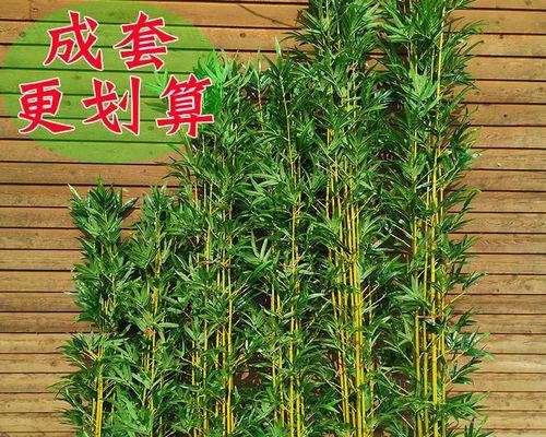 毛竹怎样种植（毛竹种植条件与方法）