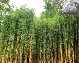 毛竹怎样种植（毛竹种植条件与方法）